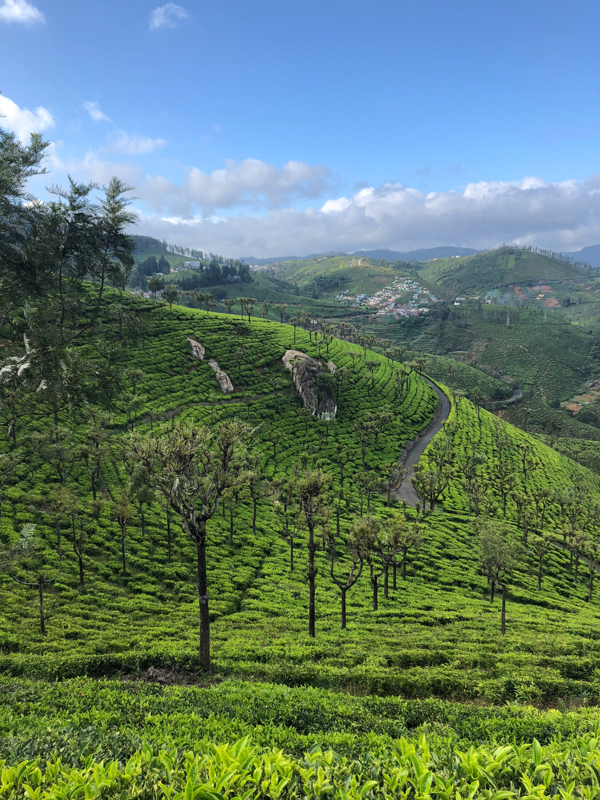 Tea plants cover rolling hills beneath a blue sky, with a winding road and village in the distance