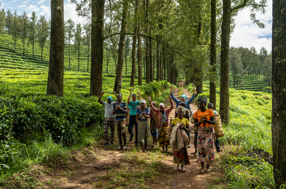 People carrying woven baskets and raising their arms on a path through a lush tea plantation