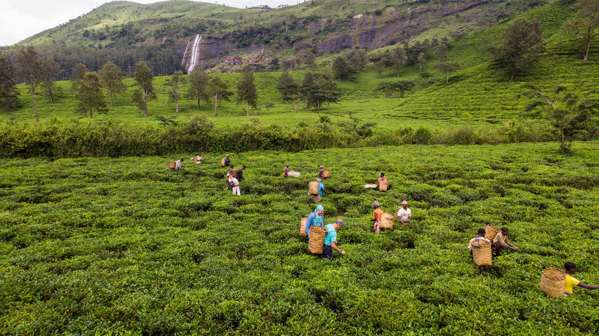 Tea workers harvesting leaves in a lush plantation beneath a waterfall and green hillside